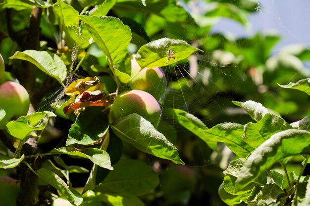 Una araña con una telaraña en un manzano a contraluz