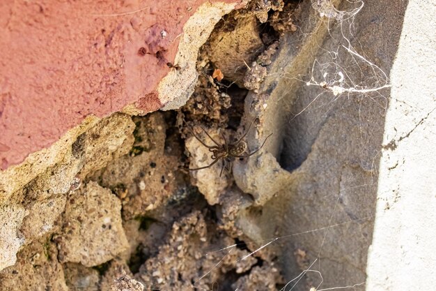 Araña en una telaraña en una pared rota