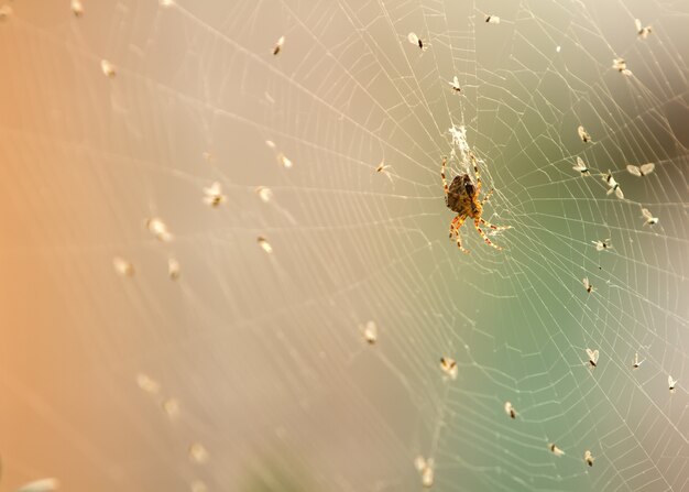 Araña en una telaraña rodeada de sus víctimas