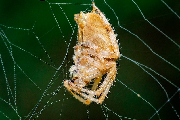 Una araña en una telaraña con sus telarañas