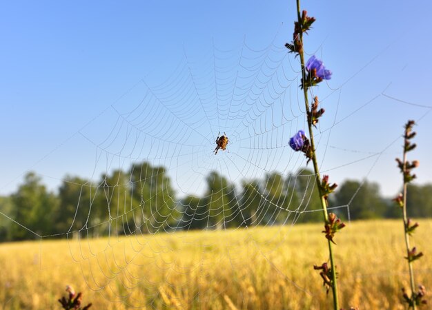 Araña en una telaraña. Tallo de achicoria sobre un fondo borroso de un campo de agricultores