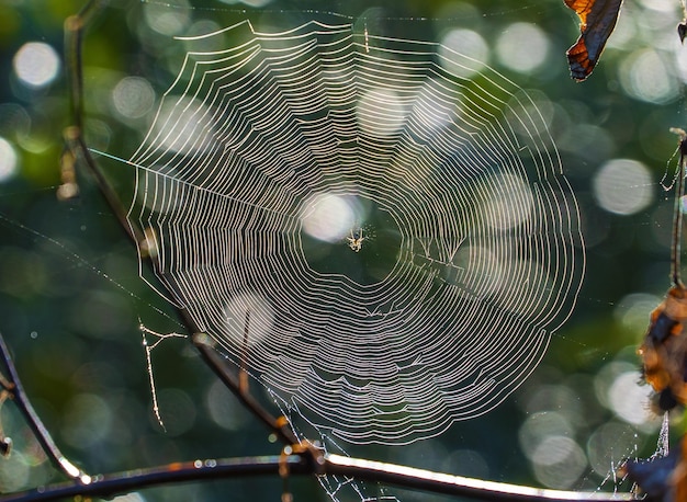 Una araña en una telaraña temprano en la mañana bajo el resplandor de la luz