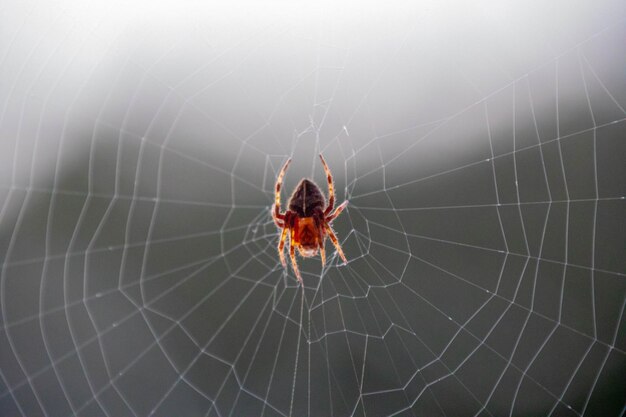 Araña típica Araneus diadematus muy común en Brasil