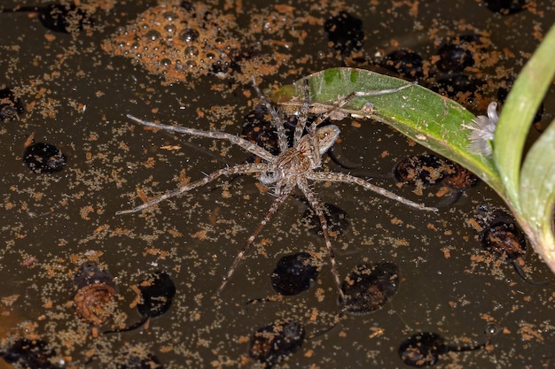 Araña trechaleid adulta de la familia Trechaleid es una especie de araña acuática que se encuentra sobre las aguas de un lago.