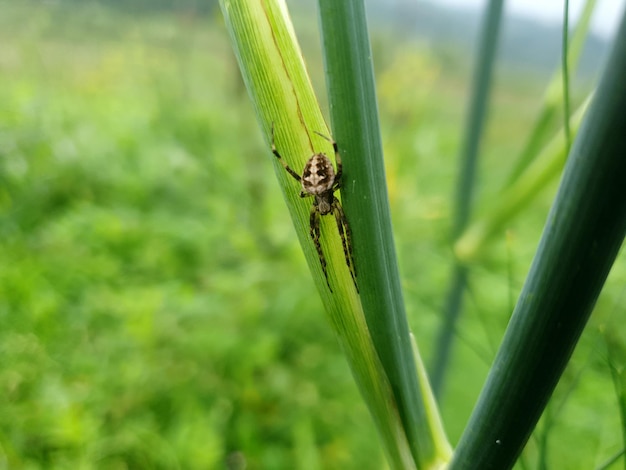 Araña trepando por la hierba