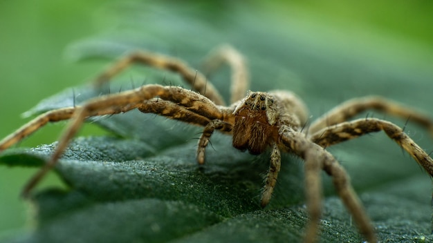 Araña única en una hoja verde, día de verano