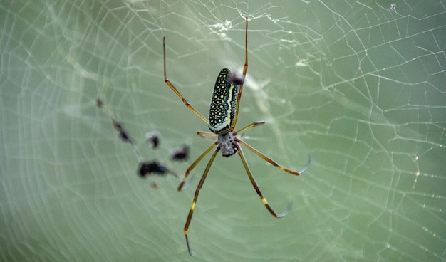 Una araña verde y negra con alas verdes se sienta en una red.