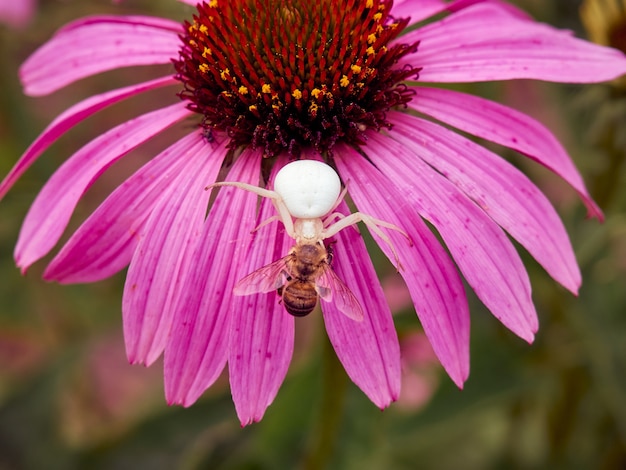 Araña viuda blanca atrapó una abeja en flor de equinácea