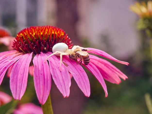 Araña viuda blanca (Latrodectus pallidus) atrapó una abeja en flor de equinácea