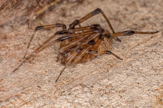 Araña viuda marrón hembra adulta