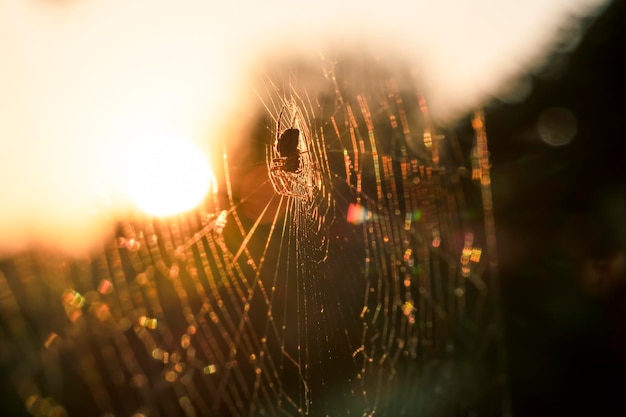 Araña en la web al atardecer al aire libre