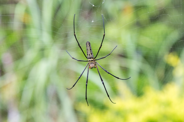 La araña en el web de araña con graden el fondo.