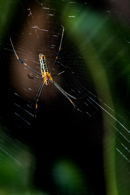 Araña en la web en el bosque, insectos y animales.