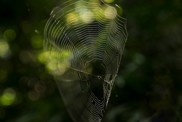 Araña y web en el bosque tropical.