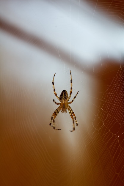 Araña en la web en el día de verano