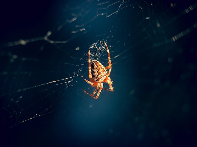 Araña en la web. Fotografía macro