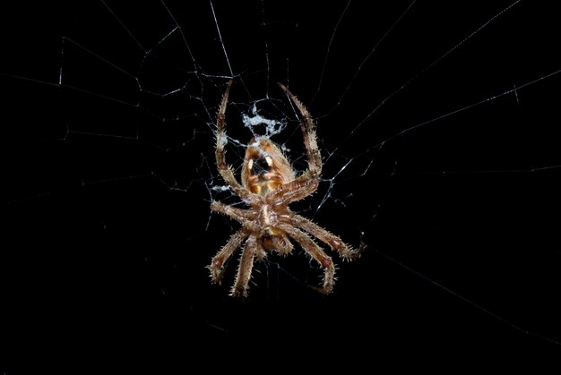 Foto araña en web por la noche