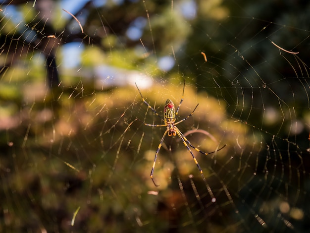 Foto araña en web con otoño