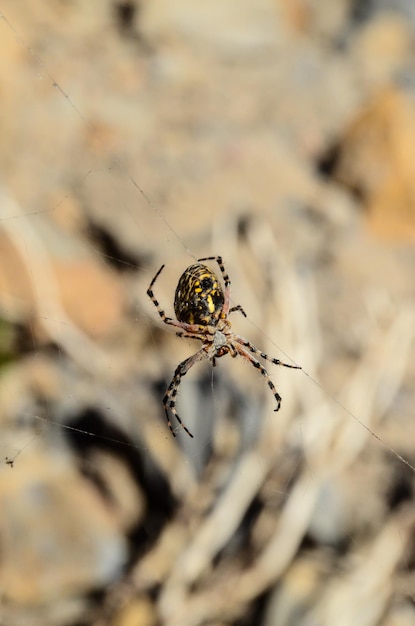 Araña y web