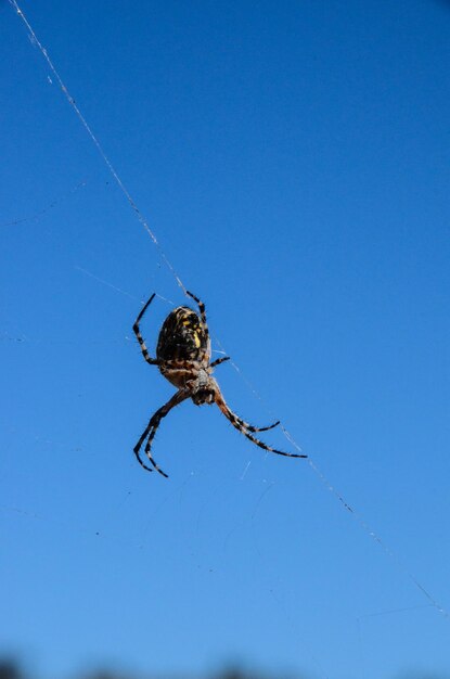 Araña y web