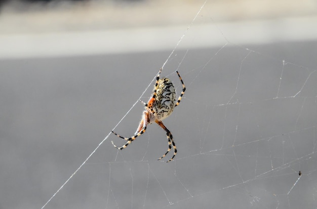 Araña y web