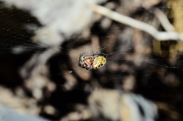 Foto araña y web