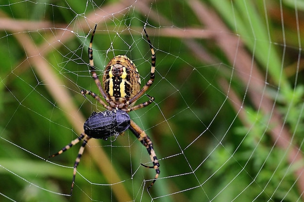 Araña en la web