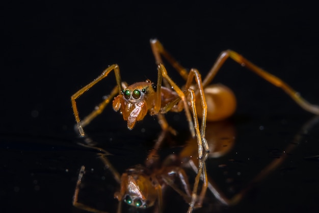 araña