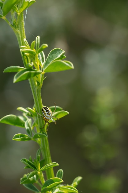 Araña