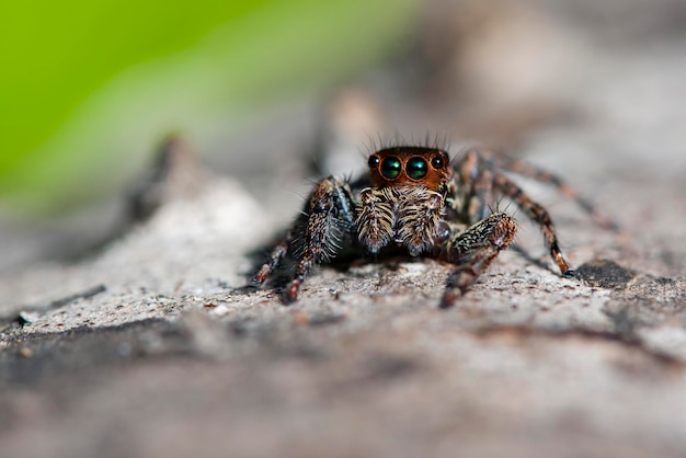 Las arañas saltarinas o Salticidae son una familia de arañas.