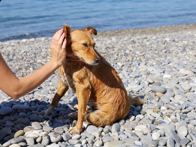 Arañazos de mano detrás de la oreja del perro contento mojado rojo en Pebble Beach