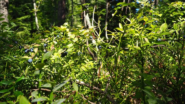 Arándano o mirto de arándano vaccinium myrtillus un arbusto de bajo crecimiento una especie del género