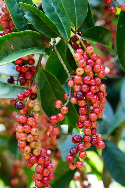 Arándano tailandés en el árbol