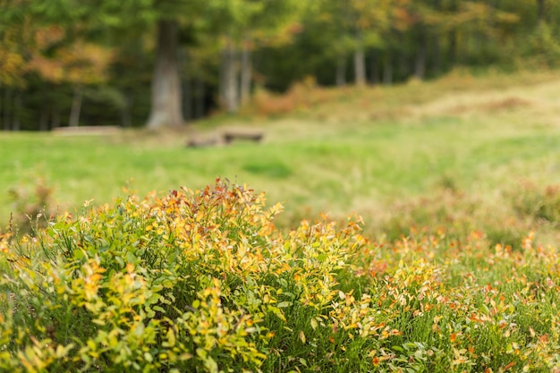 Arándanos arbusto amarillentos en el claro del bosque con árboles de otoño