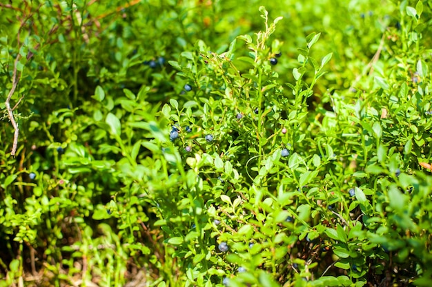 Arándanos en el bosque