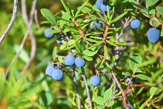 Arándanos de Carelia