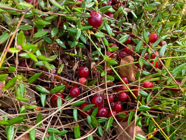 arándanos jugosos rojos maduros que crecen en musgo en un pantano