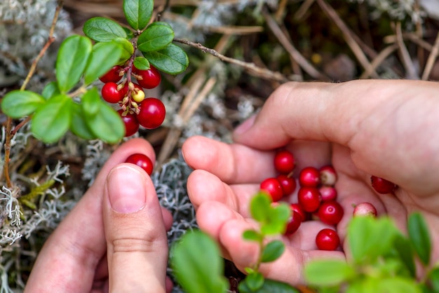 Arándanos maduros. Arándanos rojos jugosos en un arbusto verde en un bosque soleado. Manos de mujer recogiendo arándanos rojos