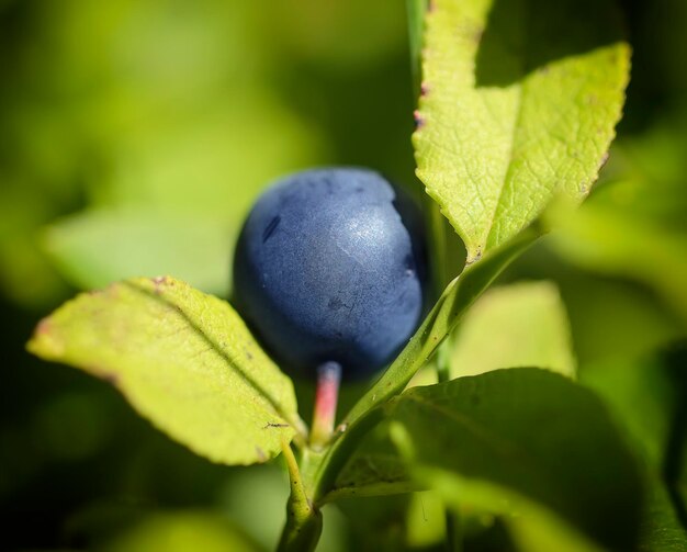 Arándanos maduros en la naturaleza