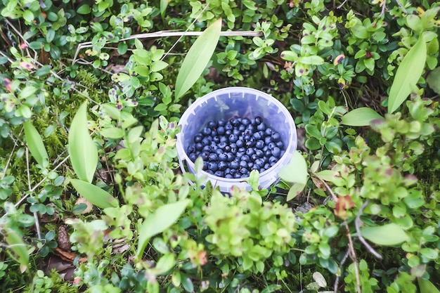 Arándanos maduros en un recipiente de plástico Bayas recién recogidas en un bosque de verano