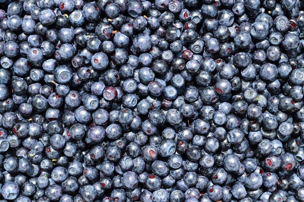 Foto los arándanos - pequeñas bayas dulces azul-negras comestibles y saludables de la planta de arándanos