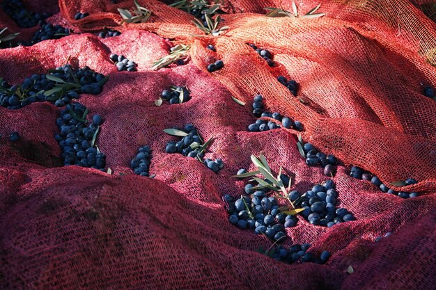 Foto los arándanos en la red roja