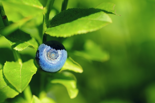 Arándanos silvestres maduros que crecen en la naturaleza con hojas verdes, fondo macro