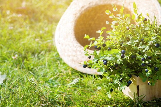 Arándanos en sombrero de verano en día de verano