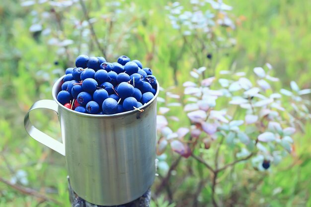 arándanos en una taza de hierro en el bosque, senderismo vitaminas de fondo, bayas del norte, comida de Finlandia, vida silvestre