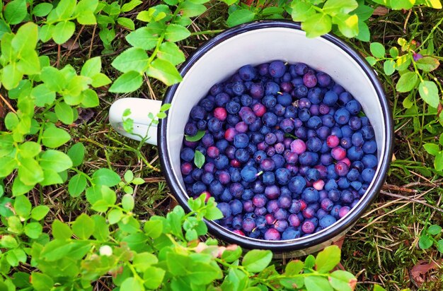 Arándanos en la taza. Recogiendo bayas en el bosque