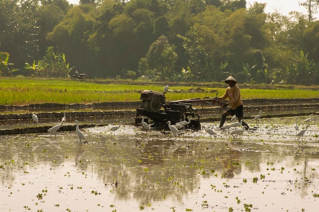 Arando los campos acompañados por el ave Egretta alba en el campo de arroz en Yogyakarta, Indonesia