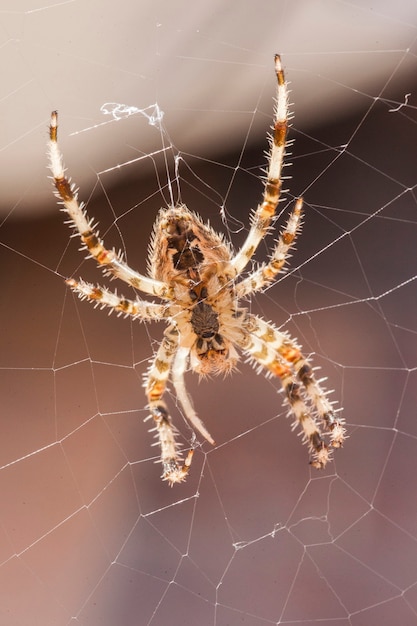 Araneus diadematus # 14