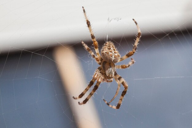 Araneus Diadematus # 16