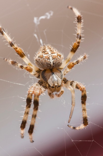 Araneus diadematus # 20